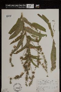 Cynoglossum officinale image