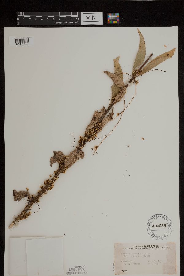 Cuscuta indecora image