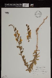 Thumbnail image of current specimen