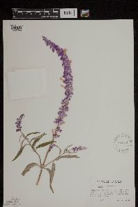 Salvia leucantha image