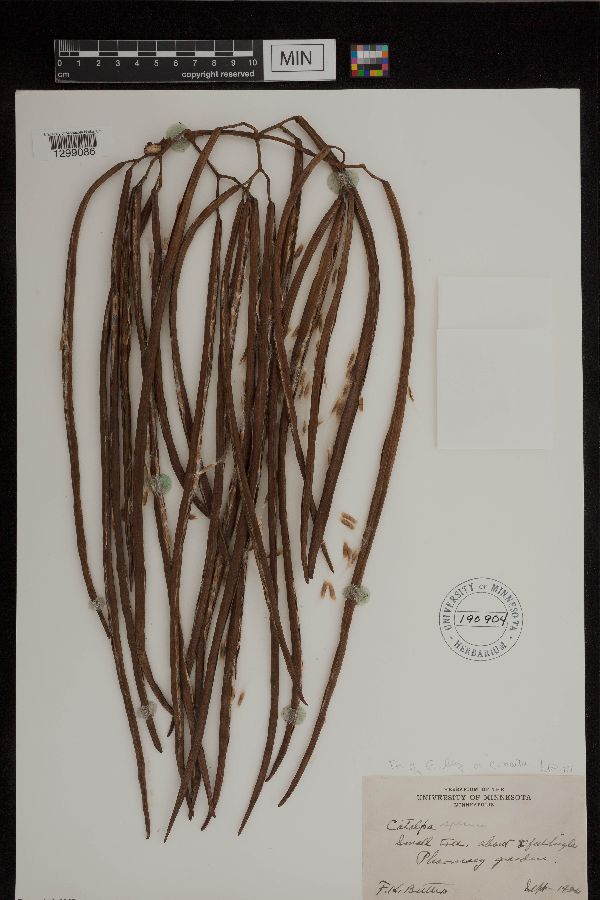 Catalpa speciosa image