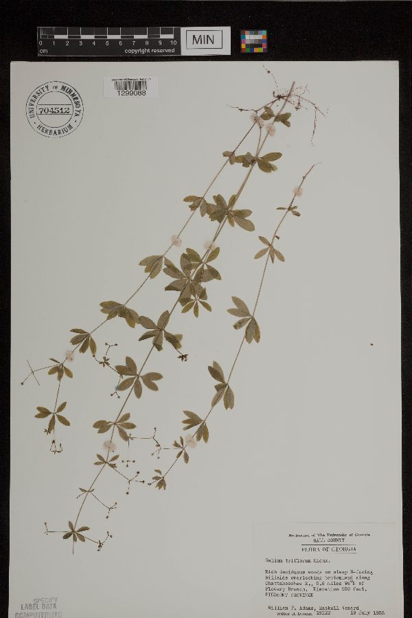 Galium triflorum image