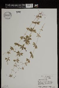 Image of Galium triflorum