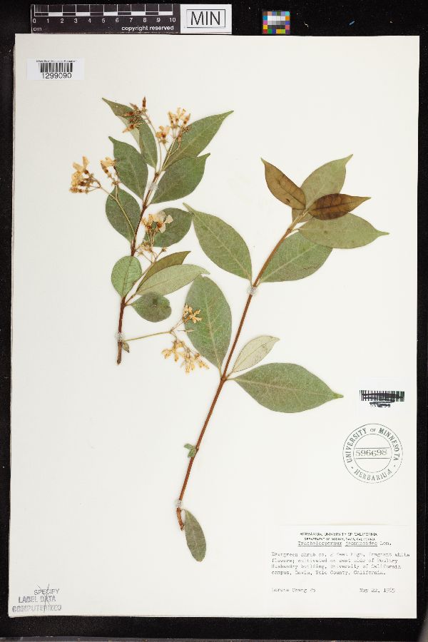 Trachelospermum jasminoides image
