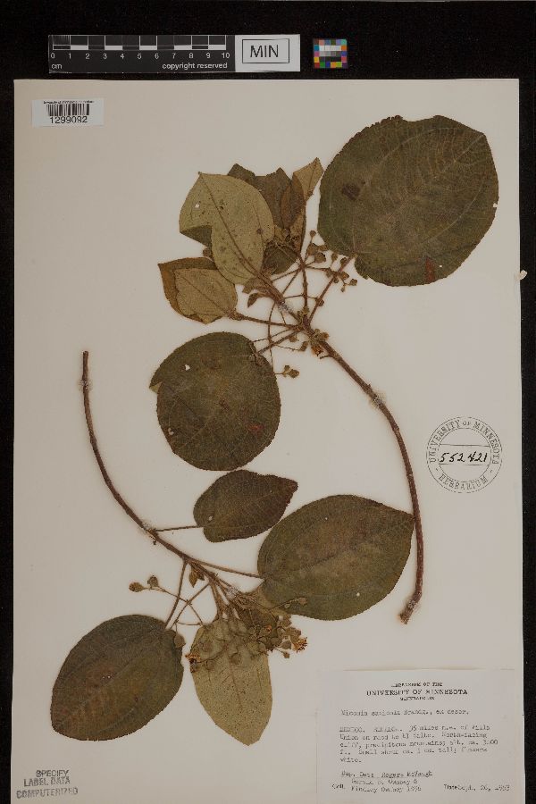 Miconia image