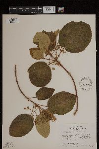 Image of Miconia saxicola
