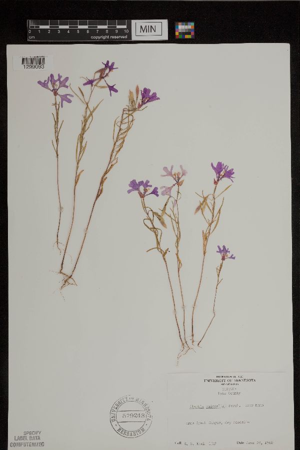 Clarkia pulchella image