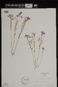 Image of Clarkia pulchella