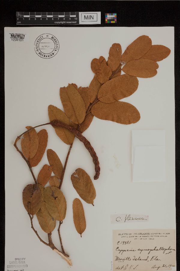 Capparis flexuosa image