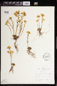 Sedum stenopetalum image