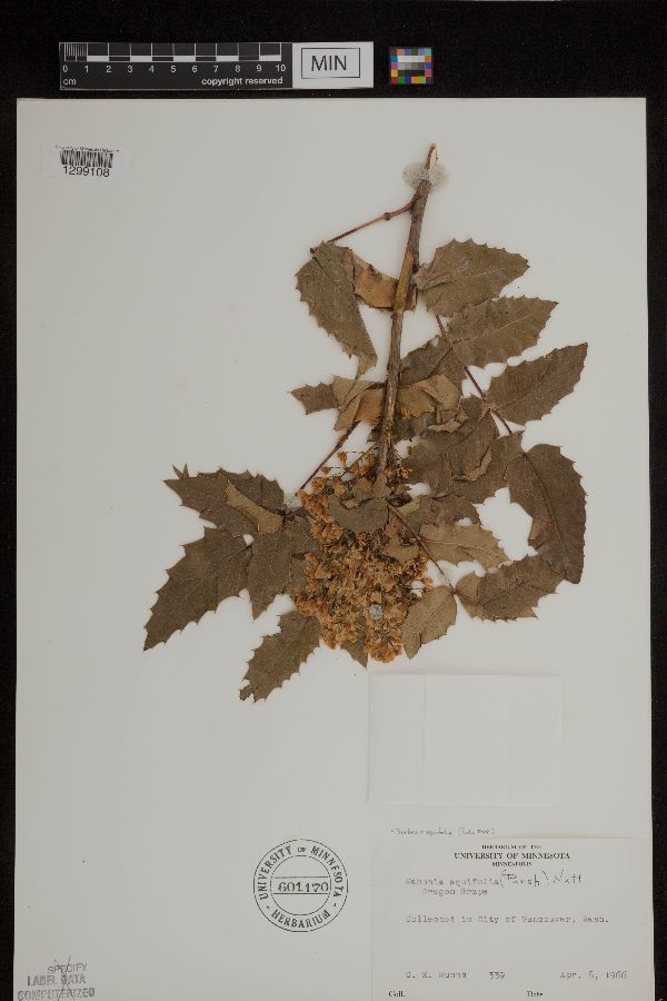 Berberidaceae image