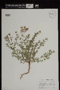 Hypericum perforatum image