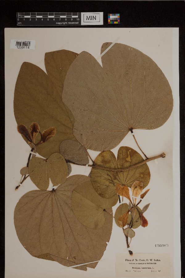 Bauhinia tomentosa image