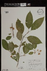 Euonymus atropurpureus image