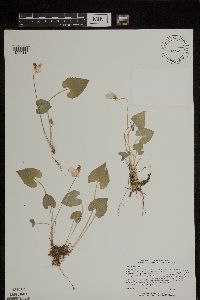 Image of Viola cucullata