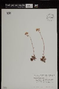 Saxifraga tricuspidata image