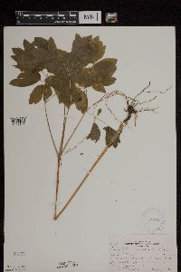 Caulophyllum thalictroides image