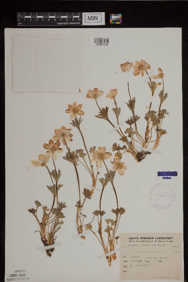 Anemone drummondii image