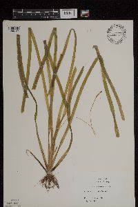 Vallisneria americana image