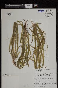 Vallisneria americana image