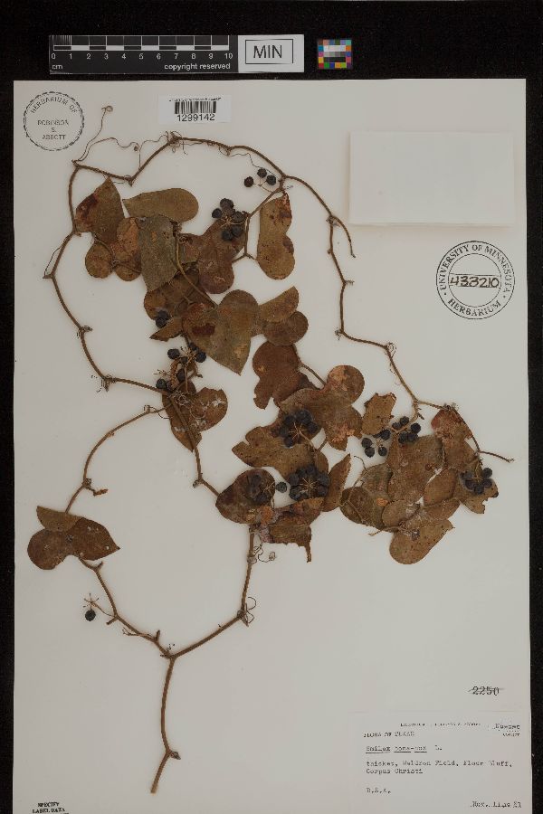 Smilax bona-nox image