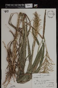 Media resource of Paspalum paniculatum