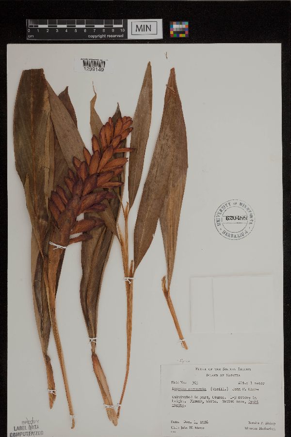 Alpinia purpurata image