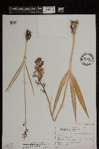 Camassia quamash image