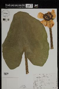 Image Associated With the Occurrence