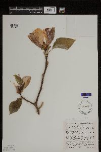 Media resource of Magnolia acuminata