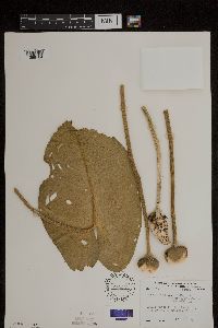 Nuphar variegata image