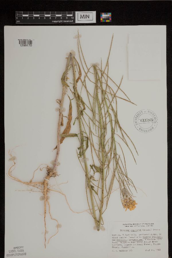Erysimum capitatum image