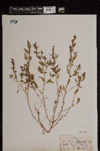 Cuphea paucipetala image