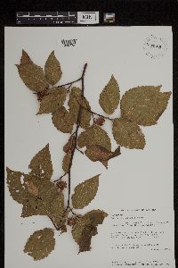 Fagus grandifolia image