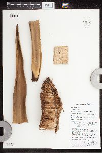 Benstonea adinobotrys image
