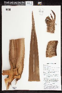 Benstonea adinobotrys image