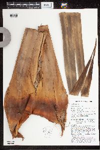 Benstonea adinobotrys image