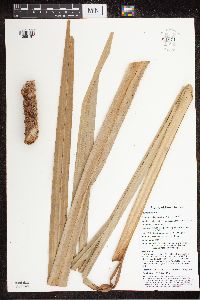 Benstonea adinobotrys image