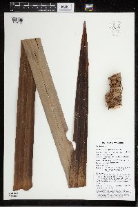 Benstonea adinobotrys image