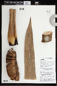 Benstonea adinobotrys image