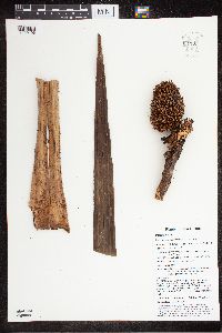 Benstonea adinobotrys image