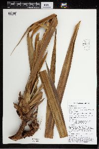 Benstonea adinobotrys image