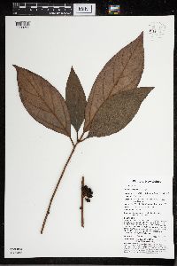 Neolitsea pubescens image
