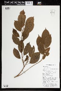 Thumbnail image of current specimen