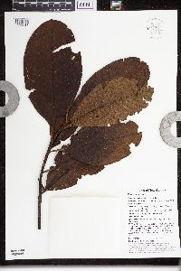 thumbnail image of current specimen