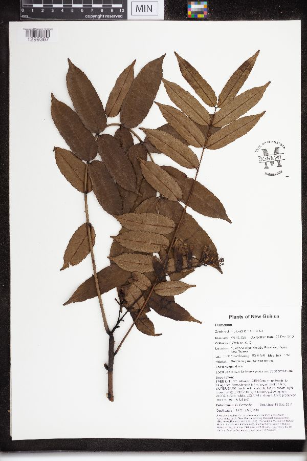 Zanthoxylum pluviatile image