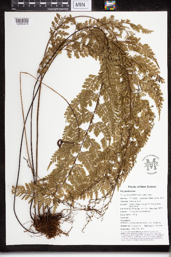 Tomophyllum millefolium image