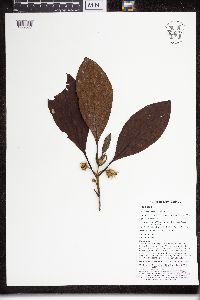 Thumbnail image of current specimen