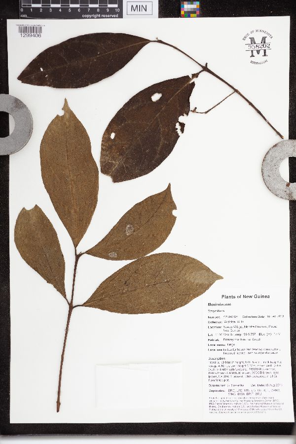 Steganthera image