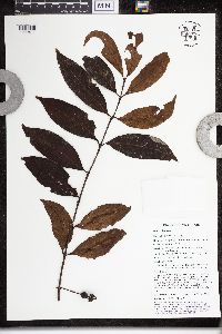 Image of Steganthera royenii